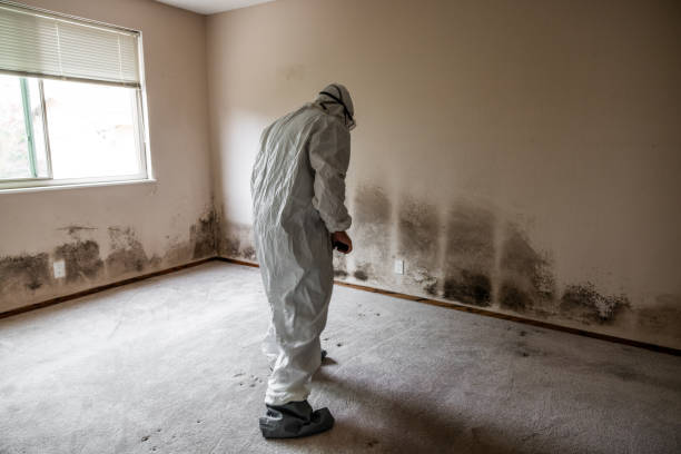 Mold Documentation for Insurance Claims in Bridgewater, VA